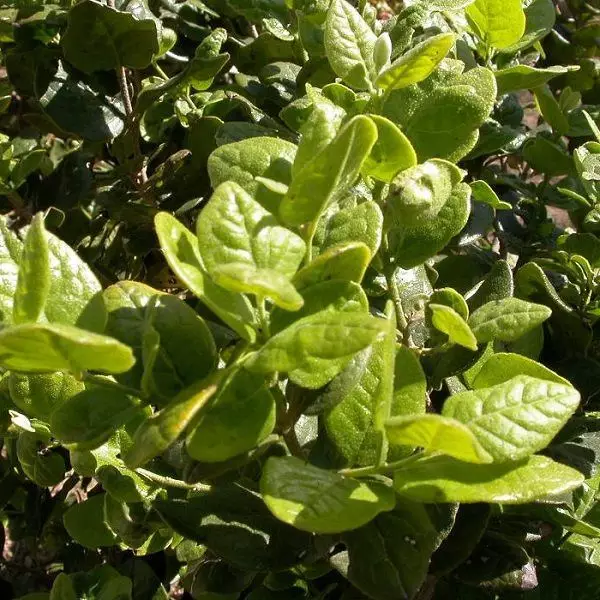 Mostrar detalhes para Boldo 100ml (Peumus boldus m) Imagem de Boldo 100ml (Peumus boldus m)