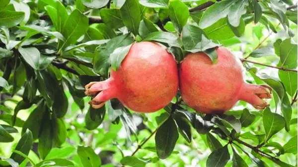 Mostrar detalhes para Romã 100ml (Punica granatum L.) Imagem de Romã 100ml (Punica granatum L.)