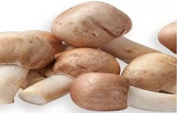 Imagem de Agaricus 100ml (Agaricus blazei)