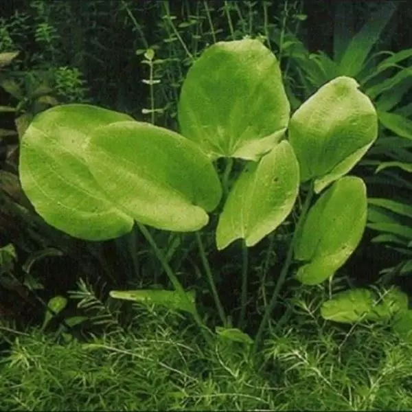 Mostrar detalhes para Chapéu de Couro 100ml (Echinodorus grandiflorus) Imagem de Chapéu de Couro 100ml (Echinodorus grandiflorus)
