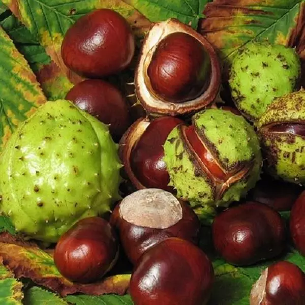 Mostrar detalhes para Castanha da índia 100ml (Aesculus hippocastanum L.) Imagem de Castanha da índia 100ml (Aesculus hippocastanum L.)