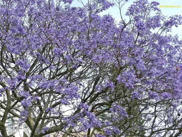 Mostrar detalhes para Ipê roxo 100ml (Tabebuia avellanedae L.) Imagem de Ipê roxo 100ml (Tabebuia avellanedae L.)