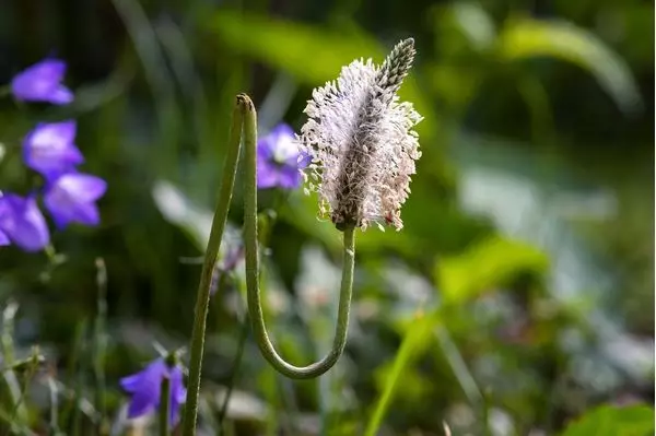 Imagem de  Tanchagem 100ml (Plantago major L.)