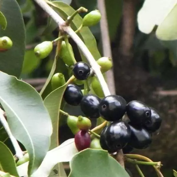 Imagem de Jambolão 100ml (Syzygium jambolana)