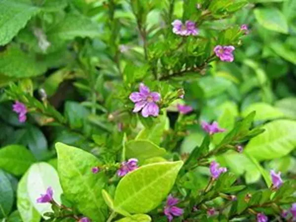 Imagem de Sete Sangrias 100ml (Cuphea ingrata)