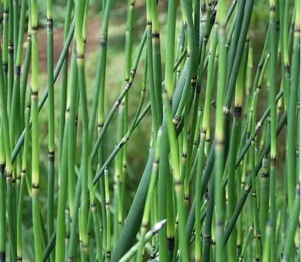 Imagem de Cavalinha 100ml (Equisetum arvense)