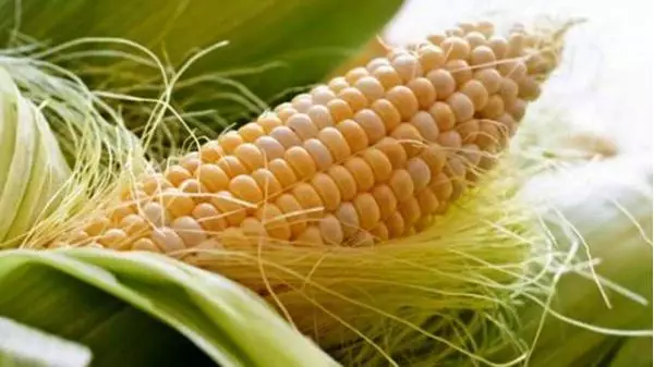 Imagem de Estigma de milho 100ml (Zea mays L.)