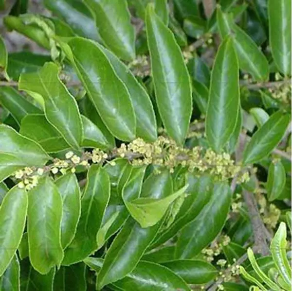 Mostrar detalhes para Guaçatonga 100ml (Casearia sylvestris S.) Imagem de Guaçatonga 100ml (Casearia sylvestris S.)