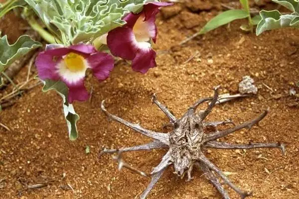 Mostrar detalhes para Garra do diabo 100ml (Harpagophytum procumbens) Imagem de Garra do diabo 100ml (Harpagophytum procumbens)