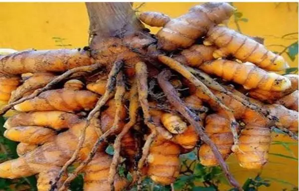 Imagem de Açafrão100ml (Curcuma longa)
