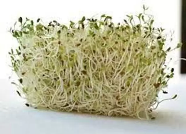 Imagem de Alfafa 100ml (medicago sativa)