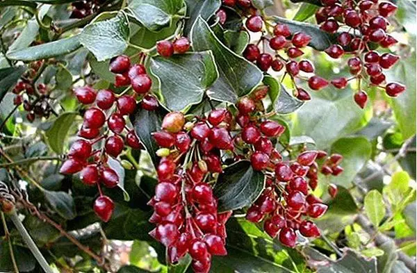 Mostrar detalhes para Salsaparrilha 100ml (Smilax aspera) Imagem de Salsaparrilha 100ml (Smilax aspera)
