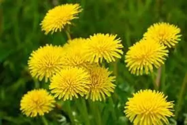 Mostrar detalhes para Dente de Leão 100ml (Taraxacum officinale) Imagem de Dente de Leão 100ml (Taraxacum officinale)