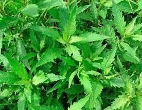 Imagem de Erva Santa Maria 100ml (Chenopodium ambrosioides L.)