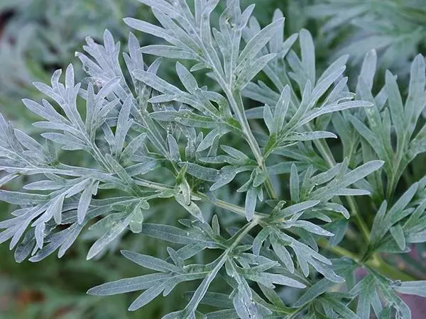 Mostrar detalhes para Losna 30ml (Artemísia absinthium.) Imagem de Losna 30ml (Artemísia absinthium.)