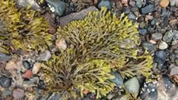 Imagem de Fucus 100ml (Fucus vesiculosus)
