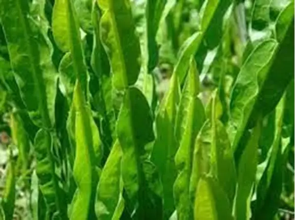 Imagem de Carqueja 100ml (Baccharis trimera)