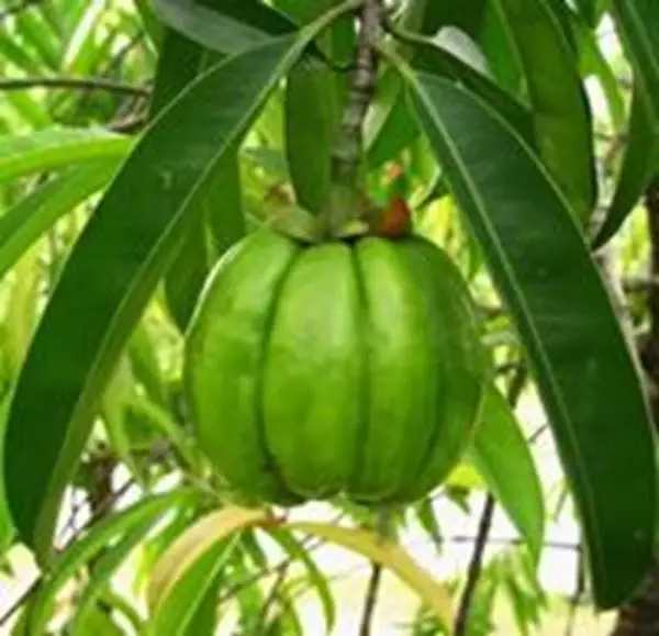 Imagem de Garcinia 100ml (Garcinia cambogia L.)