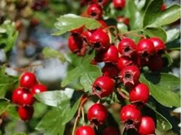 Imagem de Crataegus 100ml (Crataegus oxyacantha L.)