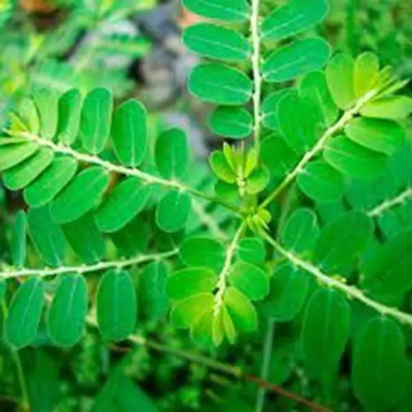 Mostrar detalhes para Quebra Pedra 100ML (Phyllanthus niruri L.) Imagem de Quebra Pedra 100ML (Phyllanthus niruri L.)