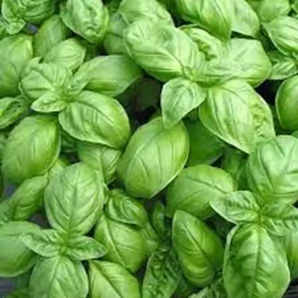 Imagem de Manjericão 100ml (Ocimum basilicum)