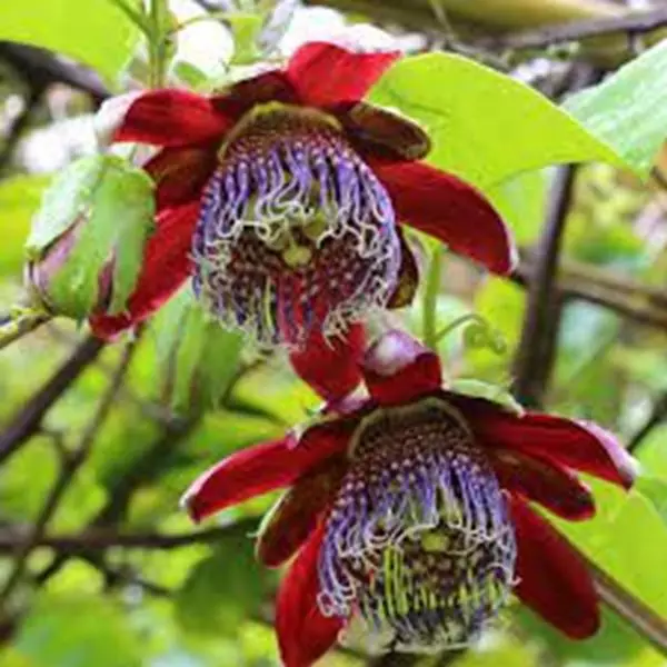 Mostrar detalhes para Passiflora alata 30ml Imagem de Passiflora alata 30ml