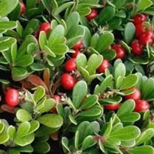 Mostrar detalhes para Uva ursi 100ml (Arctostaphylos uva-ursi) Imagem de Uva ursi 100ml (Arctostaphylos uva-ursi)
