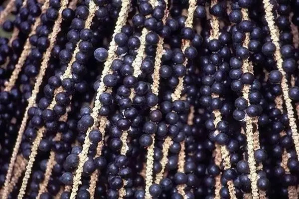 Mostrar detalhes para Açaí 100ml (Euterpe oleracea) Imagem de Açaí 100ml (Euterpe oleracea)
