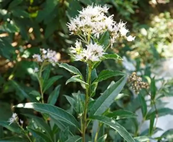 Mostrar detalhes para Assa Peixe 100ml (Vernonia polysphaera) Imagem de Assa Peixe 100ml (Vernonia polysphaera)