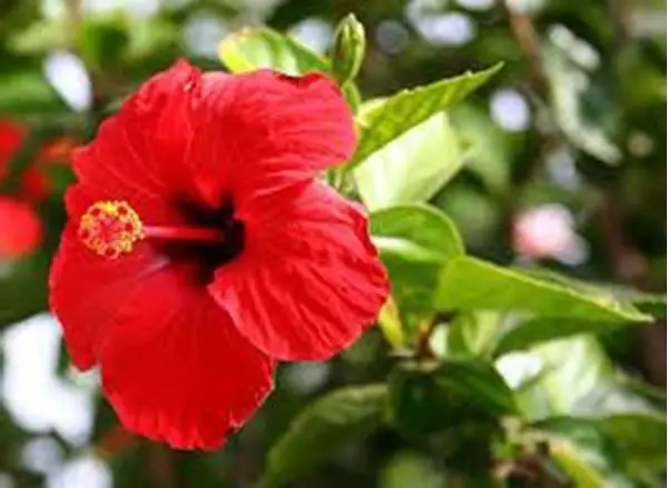 Imagem de Hibisco 100ml (Hibiscus sabdariffa D)