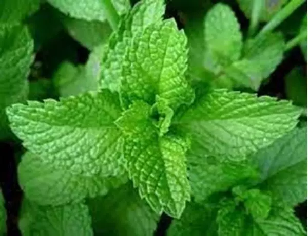 Mostrar detalhes para Hortelã 100ml (Mentha piperita L.) Imagem de Hortelã 100ml (Mentha piperita L.)