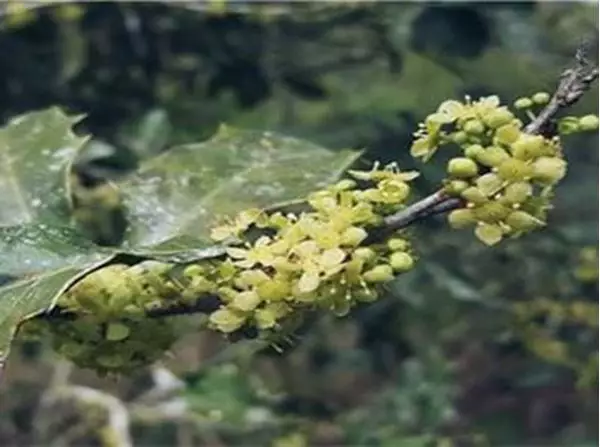 Imagem de Espinheira Santa 100ml (Maytenus ilicifolia)