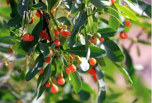 Imagem de Chá de Bugre (Porangaba) 100ml (Cordia salicifolia.)