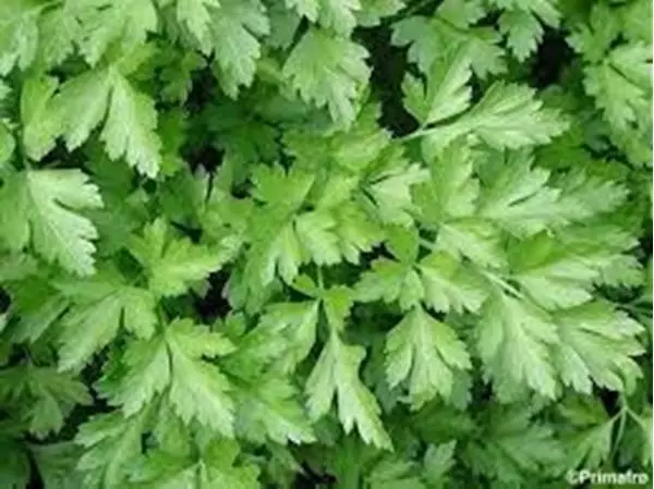Mostrar detalhes para Salsa 60ml (Petroselinum crispum.) Imagem de Salsa 60ml (Petroselinum crispum.)