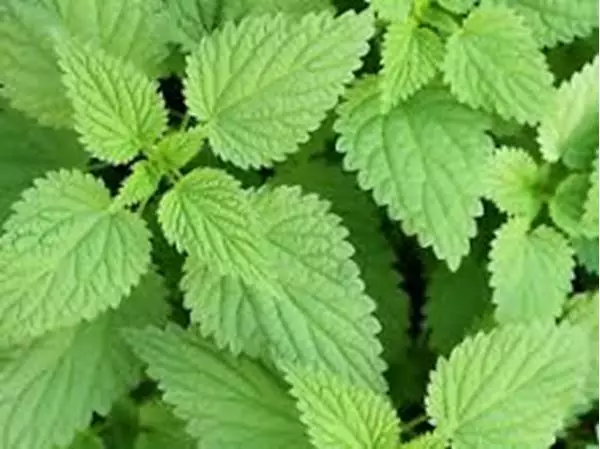 Mostrar detalhes para Urtiga 100ml (Urtica dioica L) Imagem de Urtiga 100ml (Urtica dioica L)