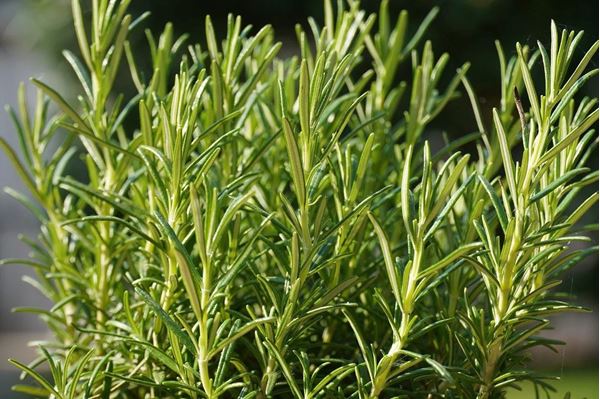 Imagem de Alecrim 30ml (Rosmarinus officinalis L.)