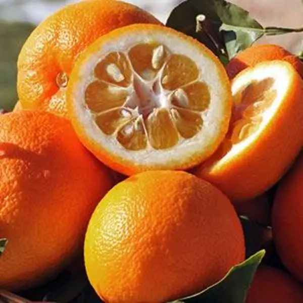 Imagem de Laranja amarga 100ml (Citrus aurantium)